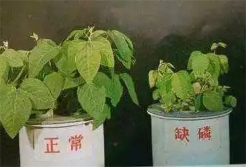 ȱ